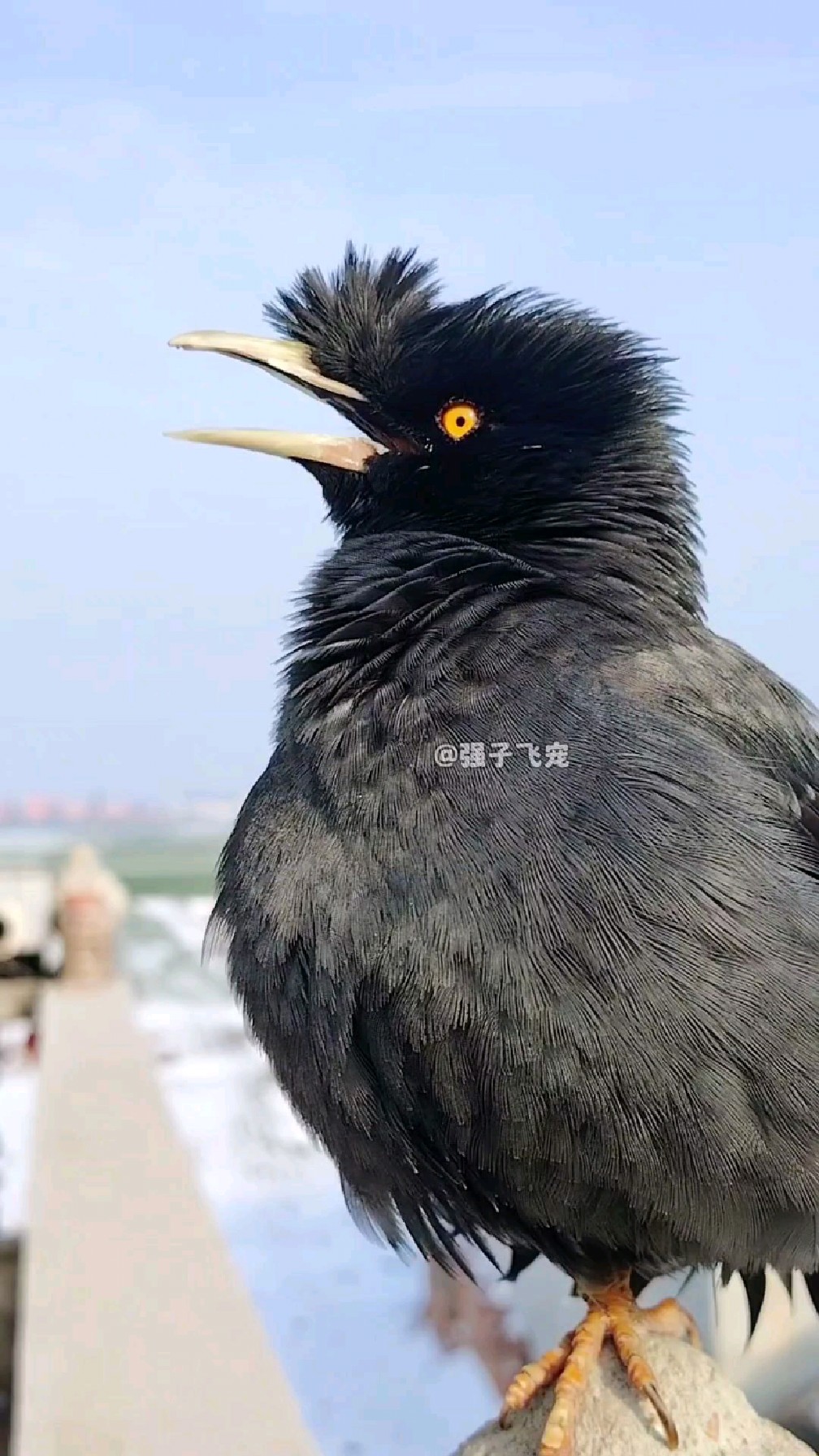 小伙养的一只八哥小鸟 学会了农家大院里养的小鸭子和小鸡仔的叫声