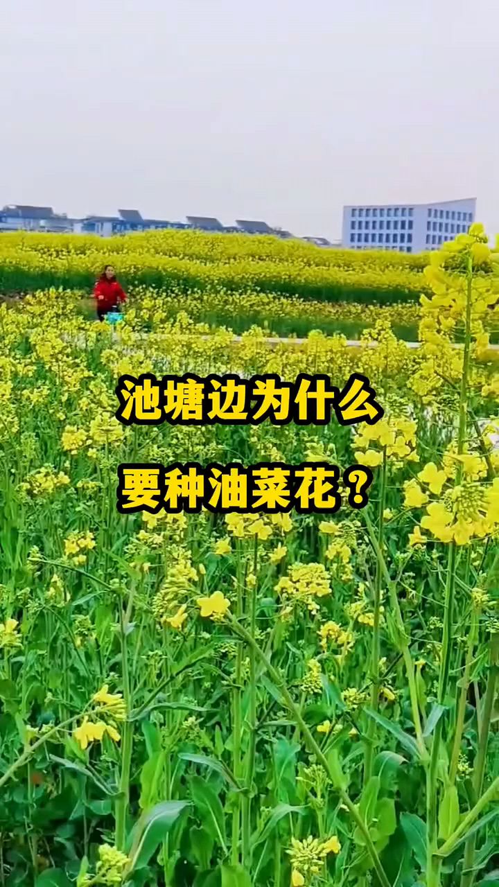 池塘边上种油菜花有什么好处