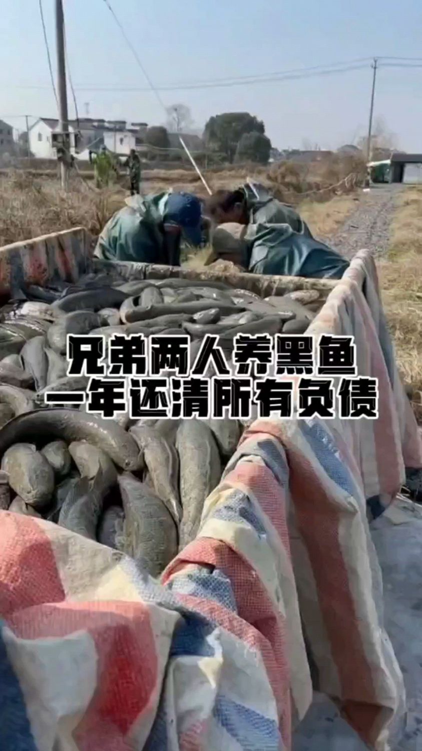 兄弟两人养黑鱼,一年还清所有债务