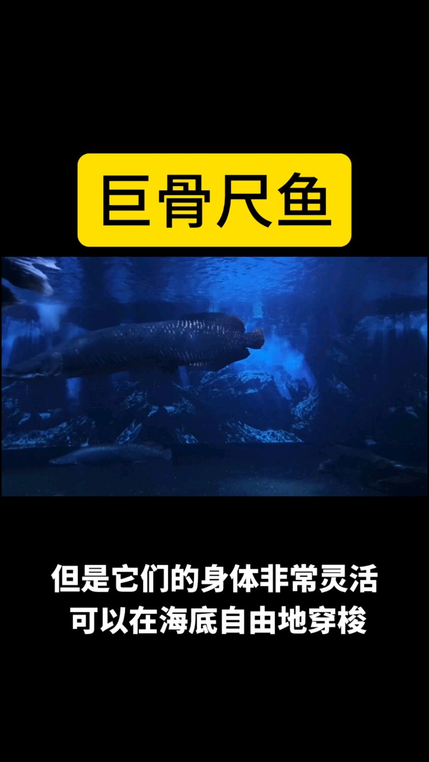 巨大还特别的巨骨尺鱼