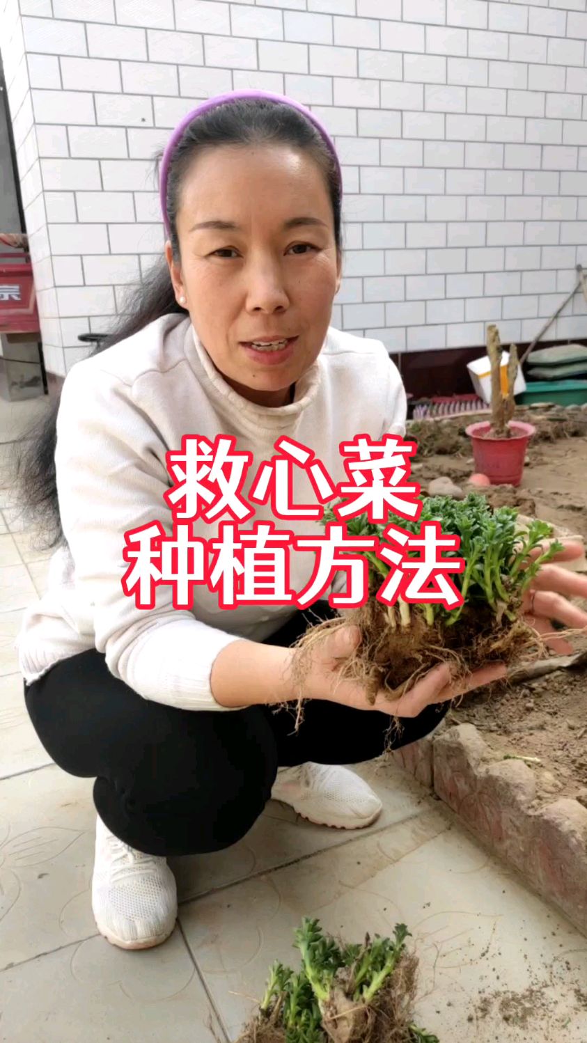 救心菜,对身体好处多,怎么种植?30秒教会你