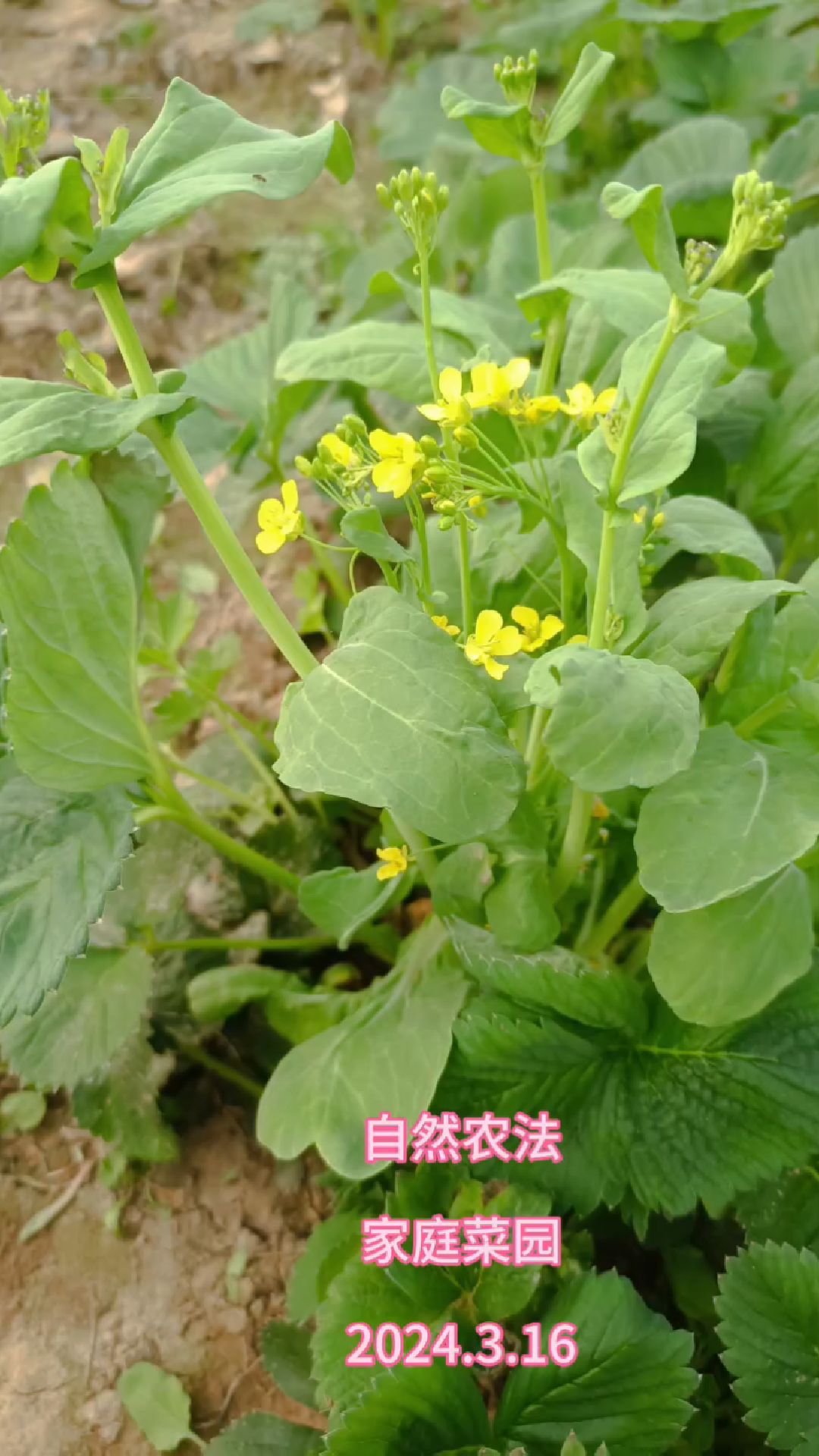 庭院种菜自给自足