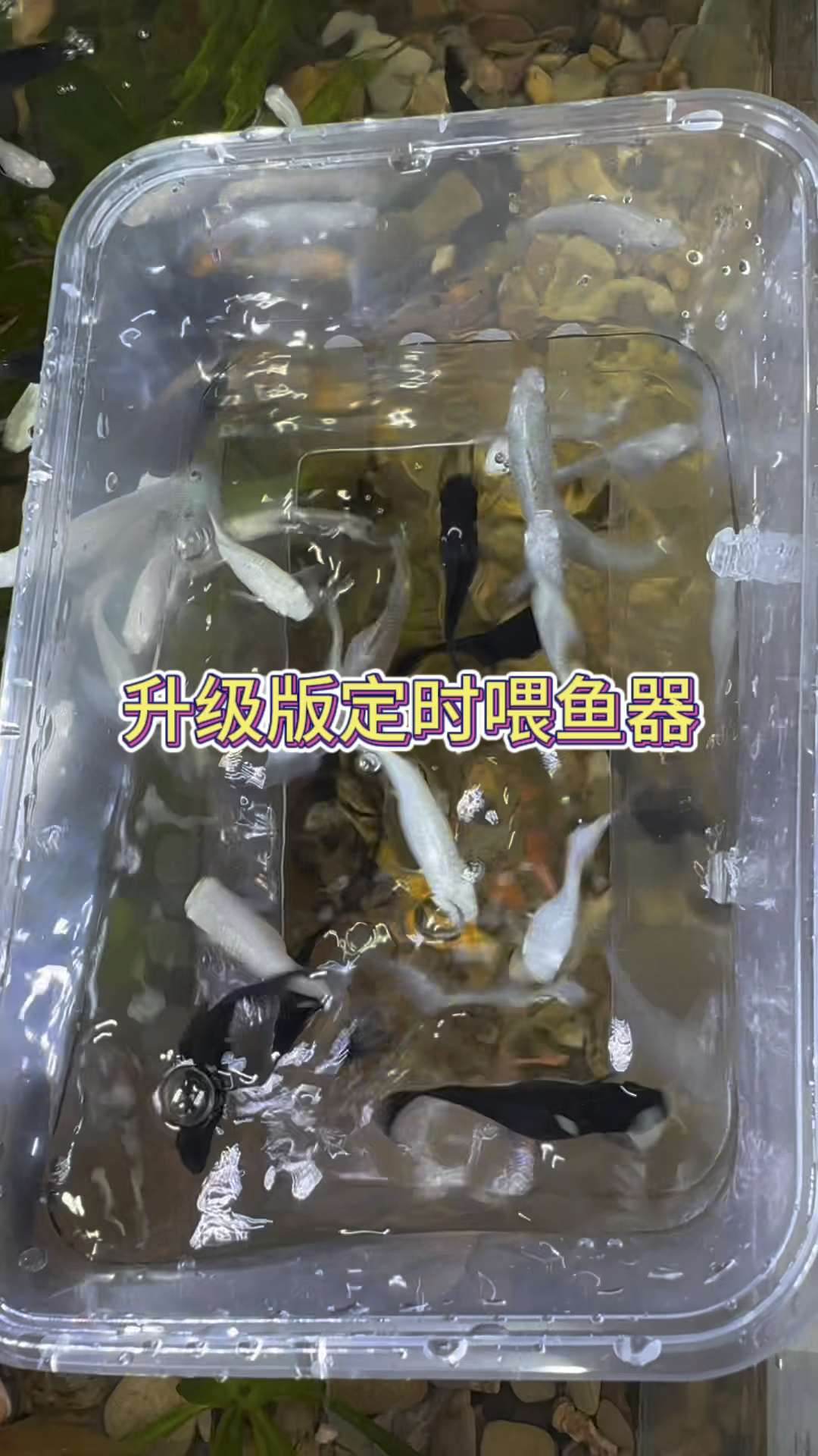 升级版定时喂鱼器,成本低动手做一个吧,土豪忽拢。#水族 #观赏鱼 #养鱼养心