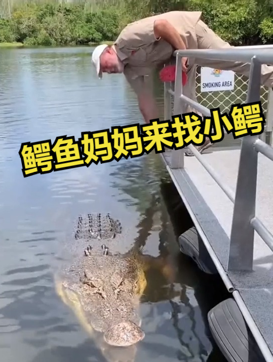 鳄鱼妈妈来找小鳄鱼们了