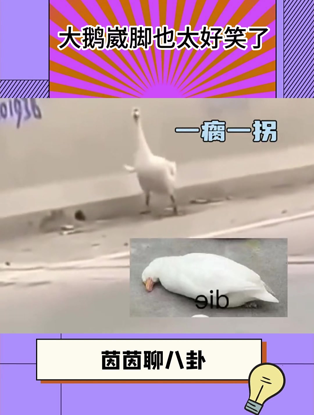 大鹅崴脚也太好笑了!