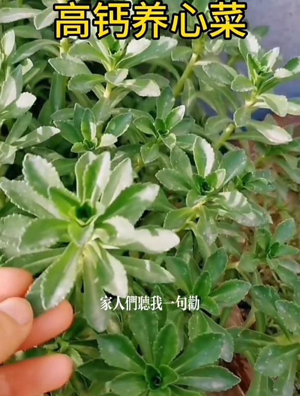 这一野菜俗称“高钙菜”,钙量是鸡蛋10倍,盆栽在家反复摘几年