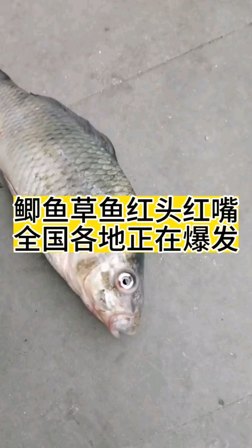 鲫鱼红头红嘴全国各地正在爆发