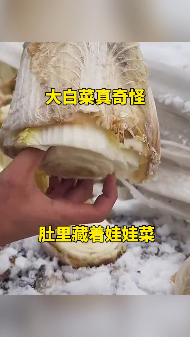 大白菜真奇怪,肚里藏着娃娃菜!