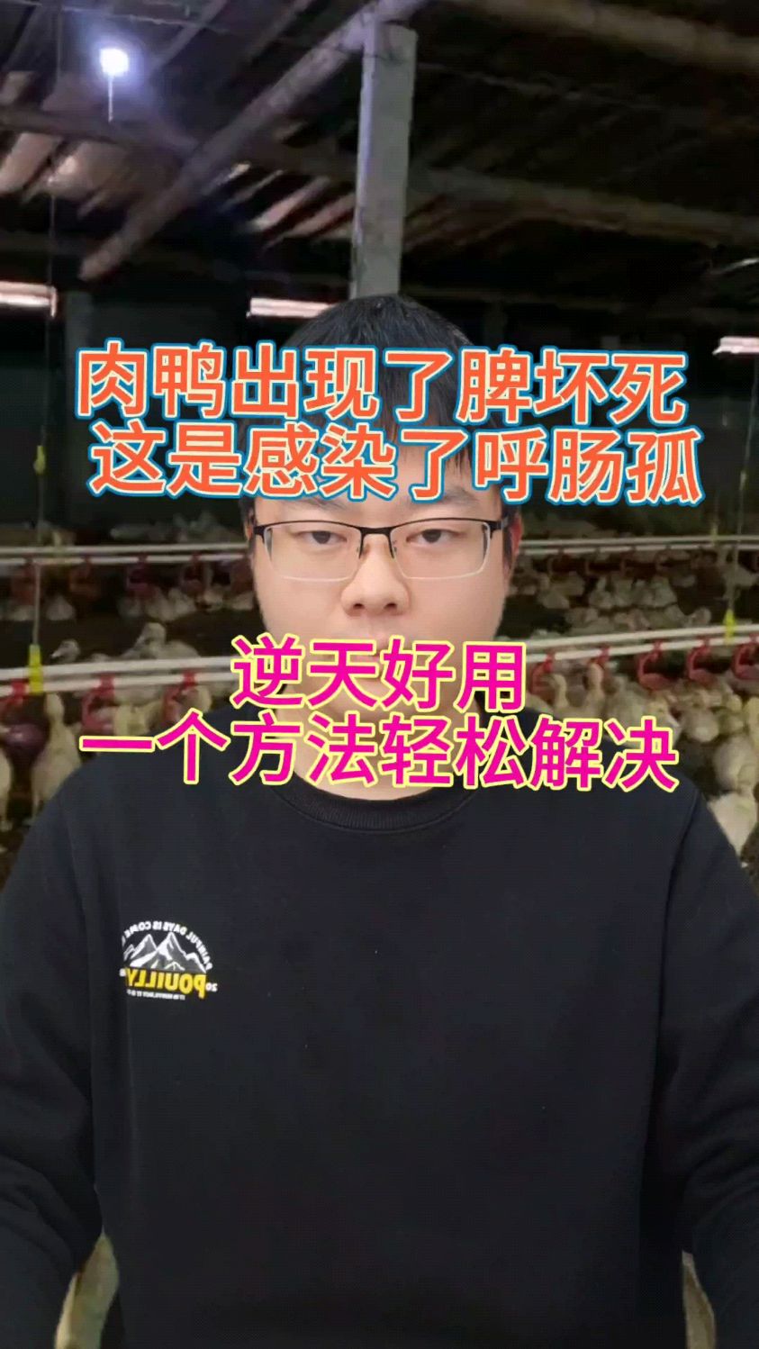 鸭脾坏死是什么引起的 鸭呼肠孤特效 小鸭呼肠孤解剖症状