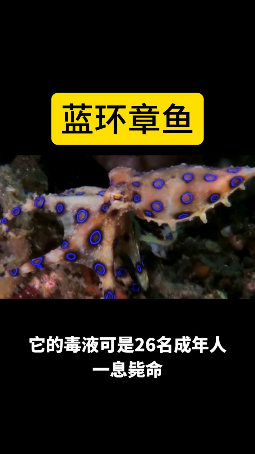 蓝环章鱼虽美可有毒