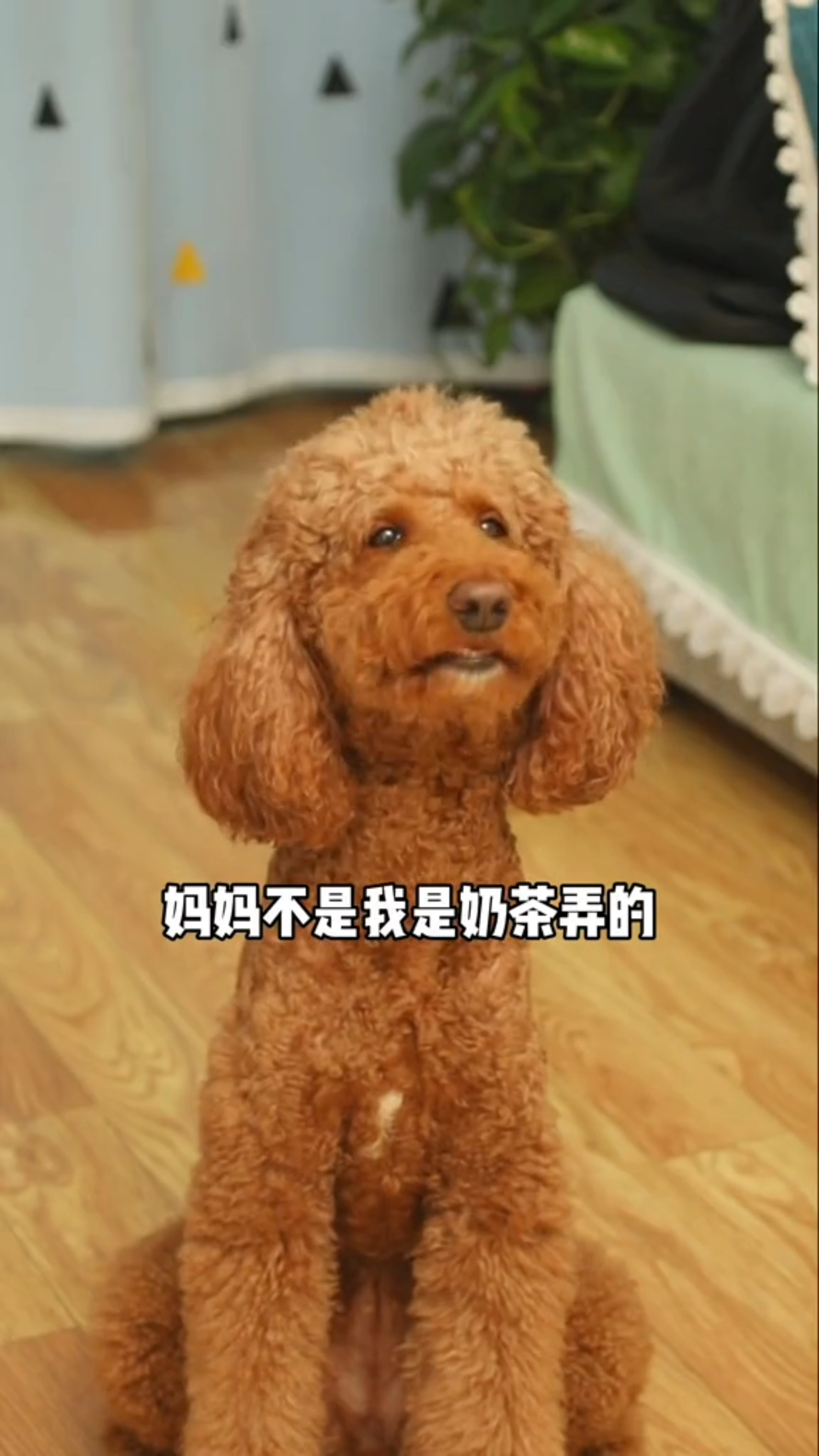 奶茶为什么要陷害coco