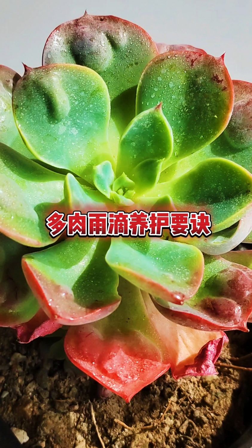 多肉雨滴养护要诀