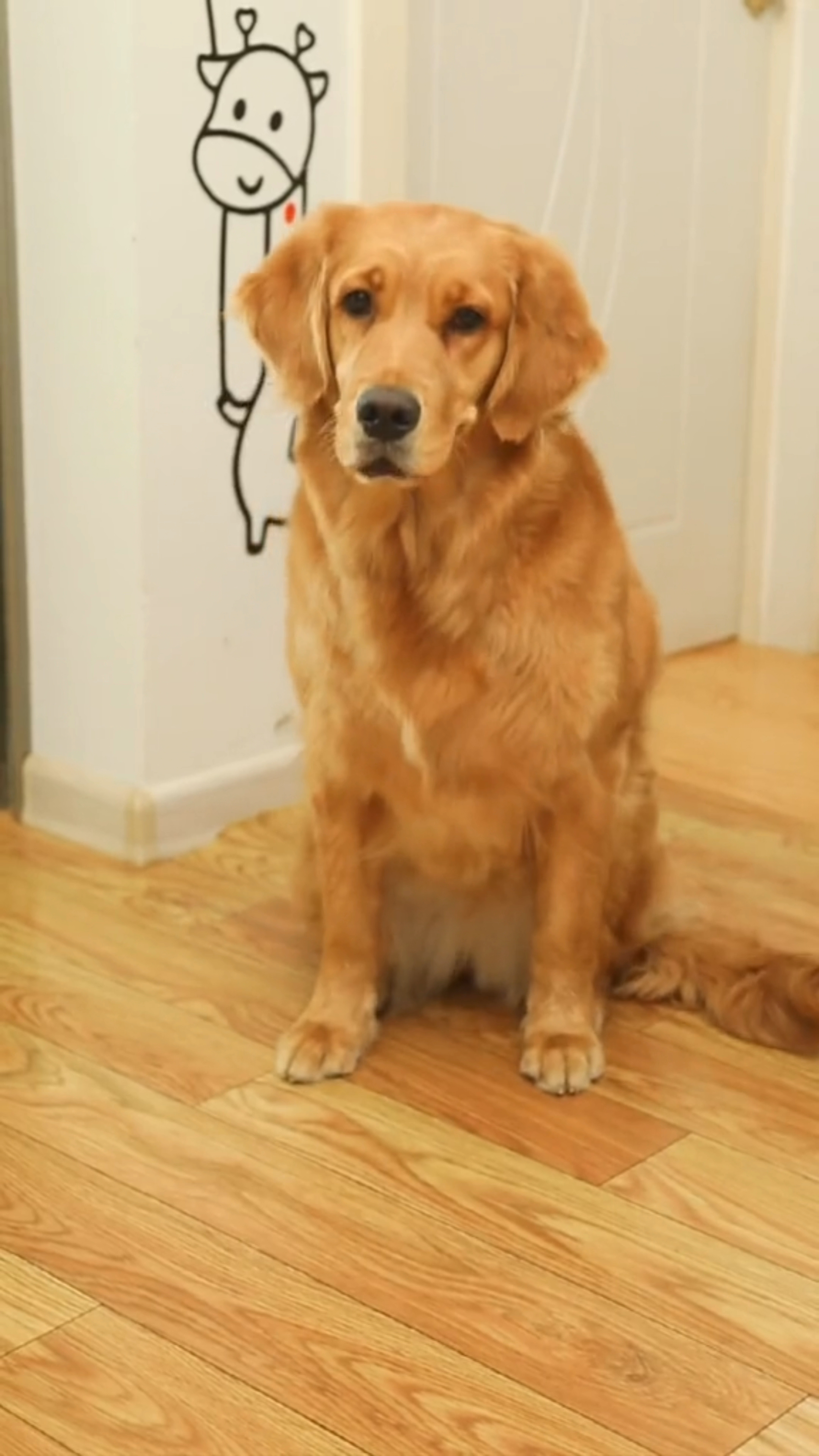 奶茶做的一场么梦