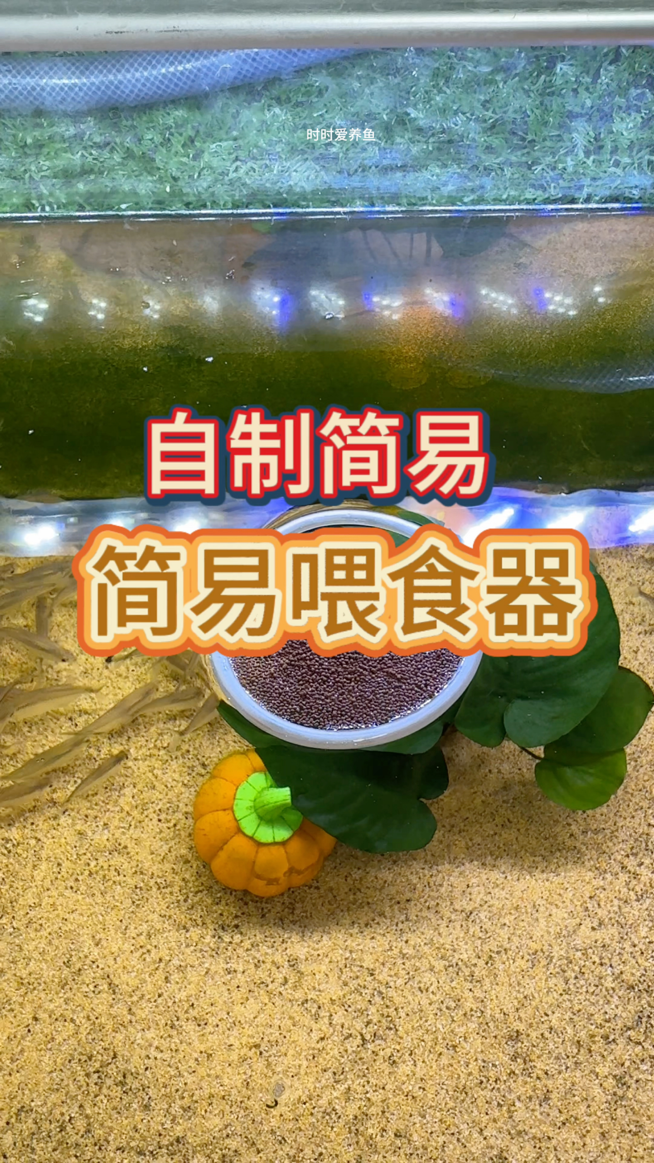 在家制作喂食器,简单又不花钱#水族#观赏鱼#制作教程#养鱼日记