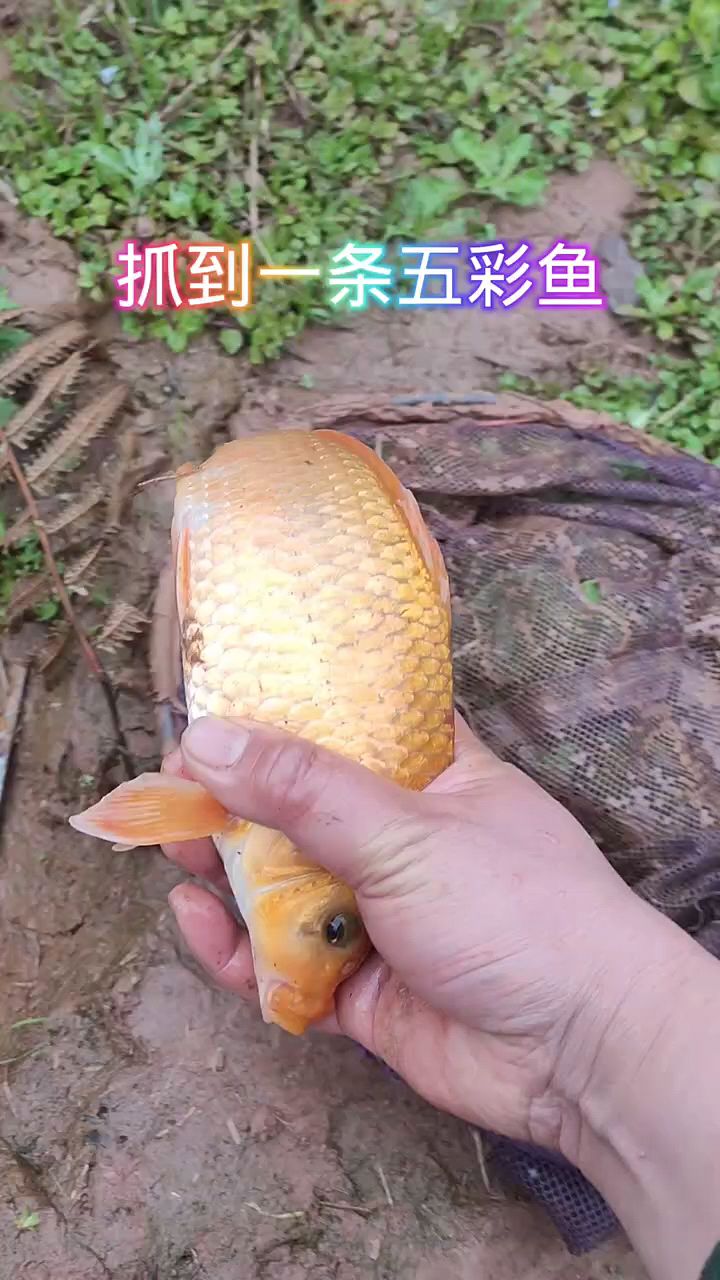 抓了一条大的五彩鱼