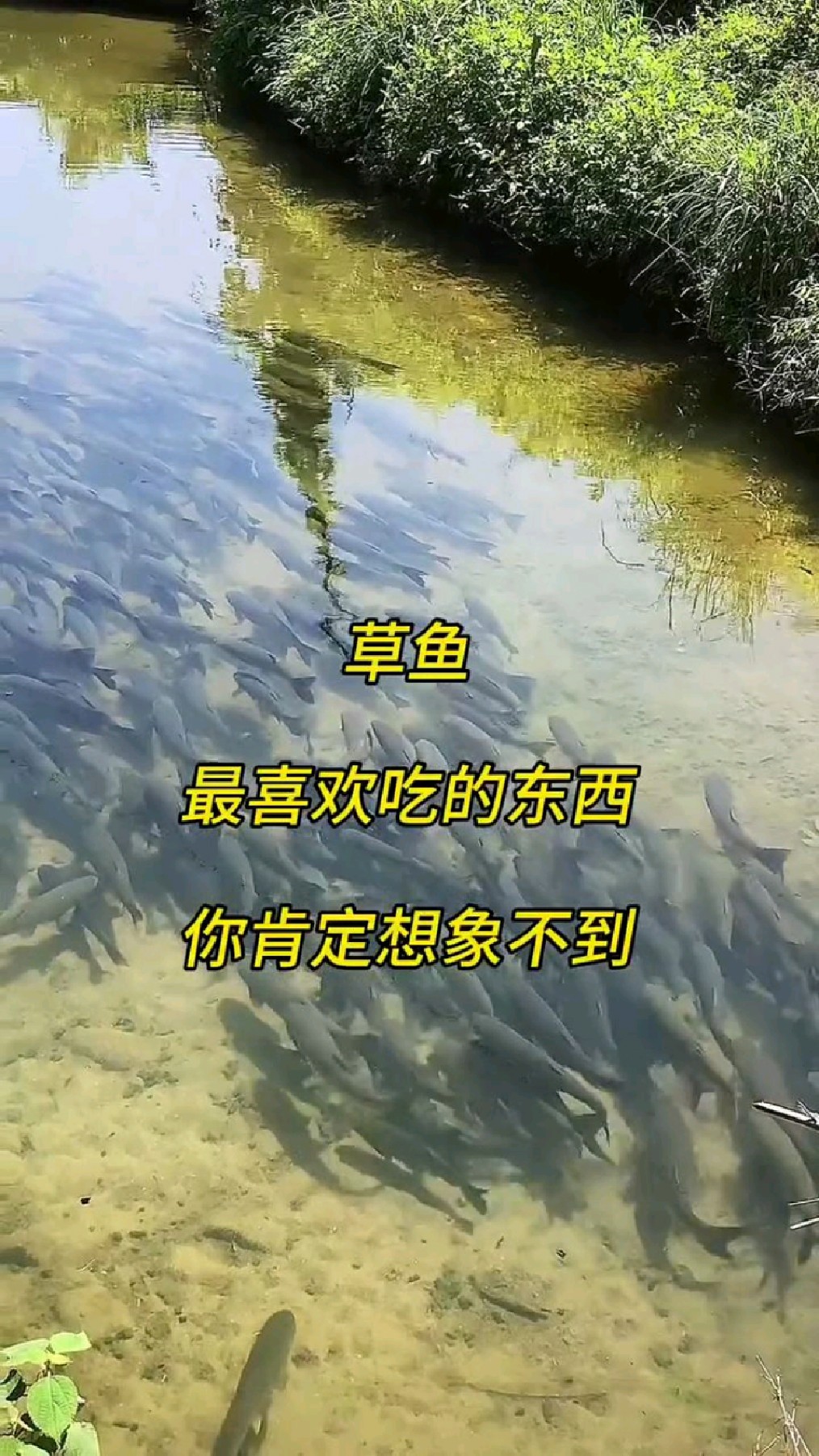 草鱼最喜欢吃什么你肯定想不到