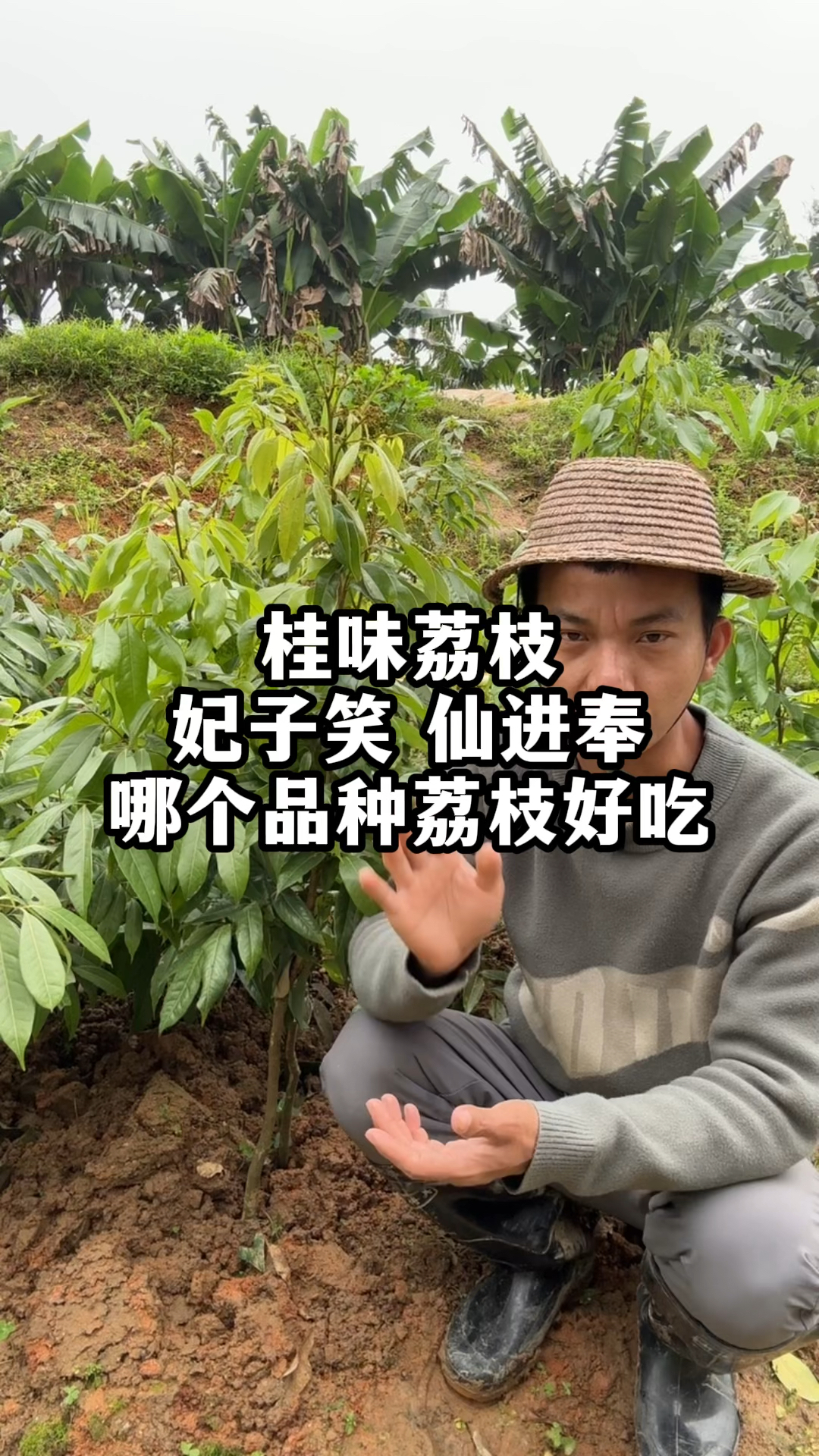 桂味荔枝、妃子笑荔枝、仙进奉荔枝,哪个品种的荔枝好吃呢?
