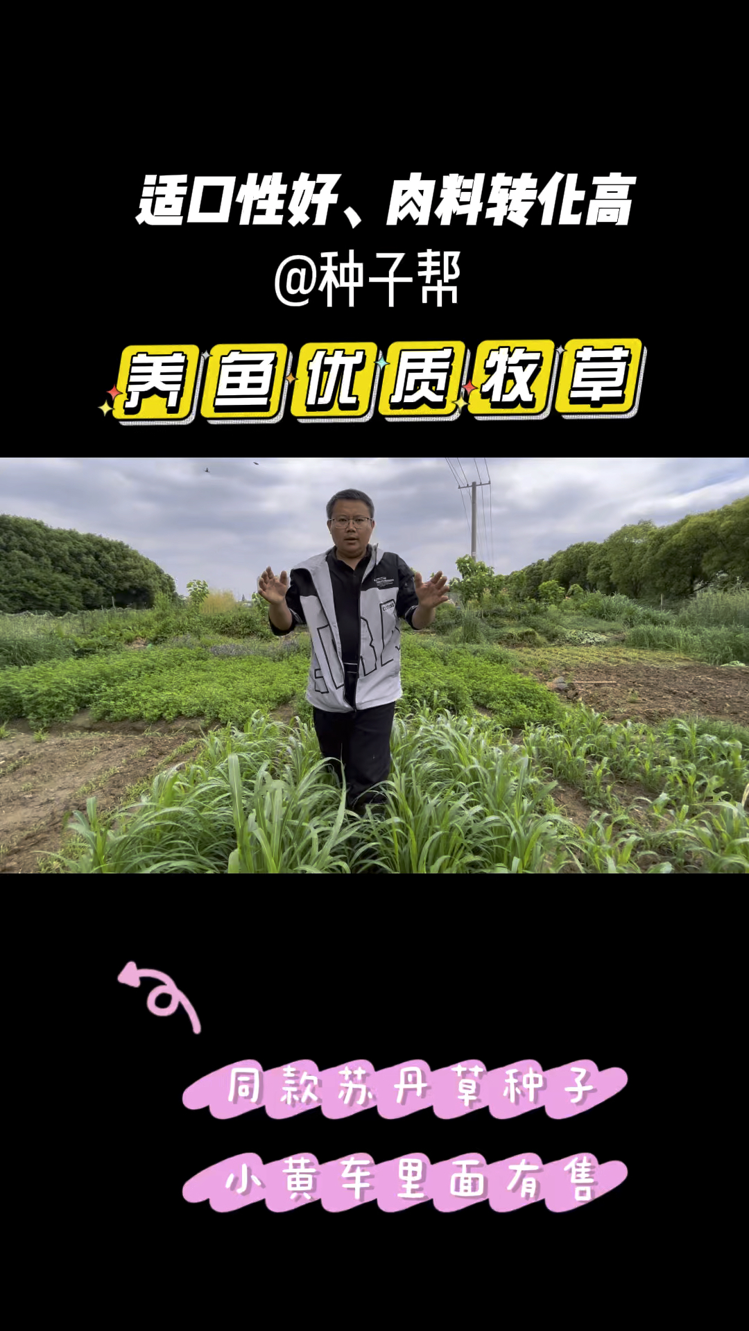 春季养鱼种什么牧草?长江中下游地区就种苏丹草,生长快、不怕热