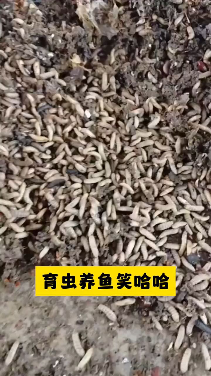 学会鱼虫养鱼笑哈哈