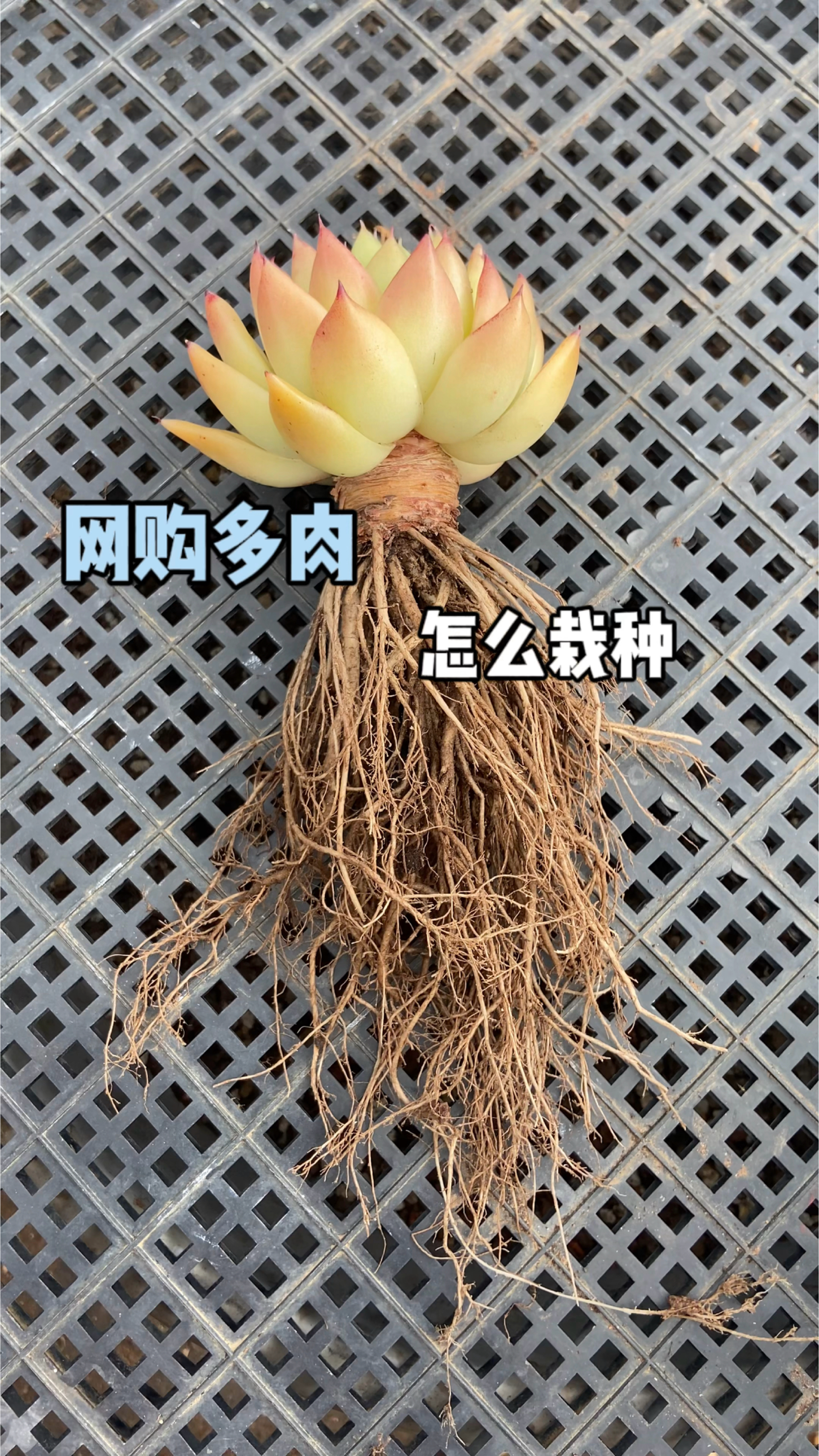 网上买的多肉收到后怎么栽种