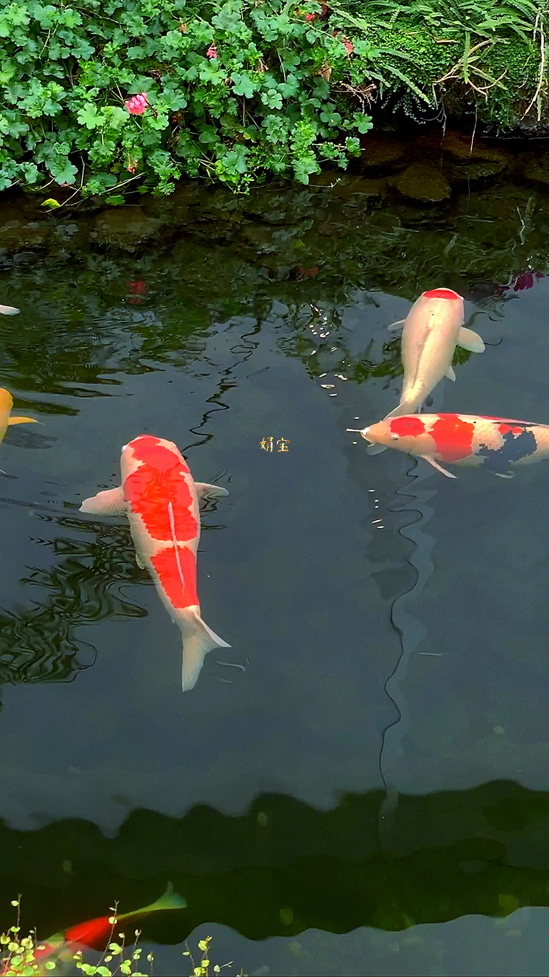 鱼戏水,乐在其中,舞动自由,如诗如画