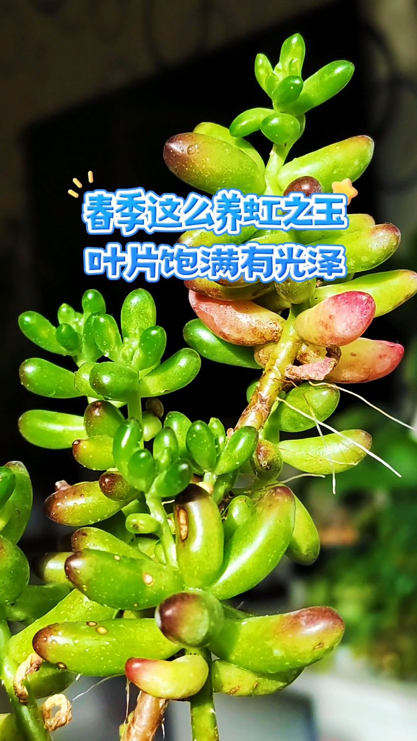 春季这么养多肉虹之玉,叶片饱满有光泽