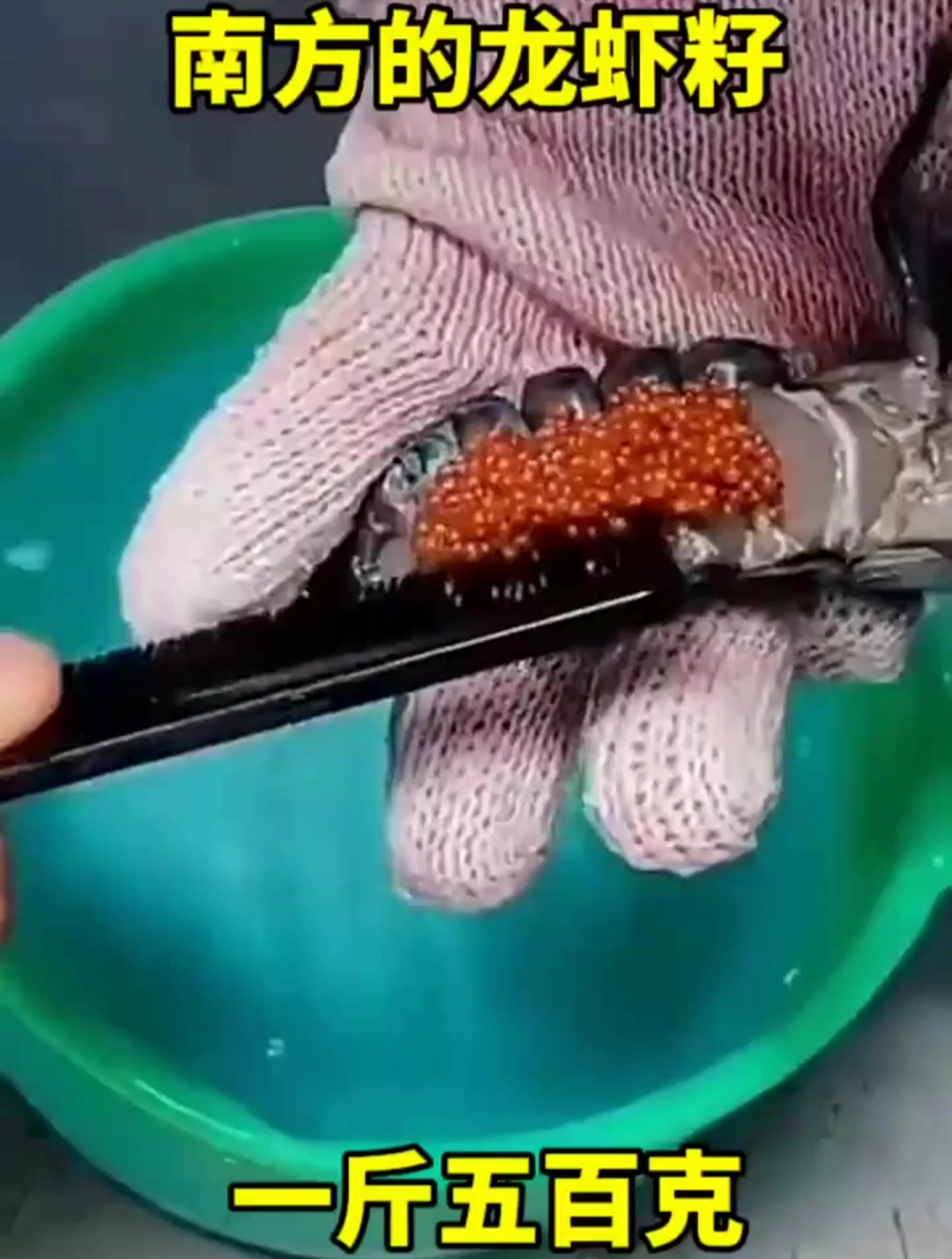 南方的龙虾籽,一斤五百克