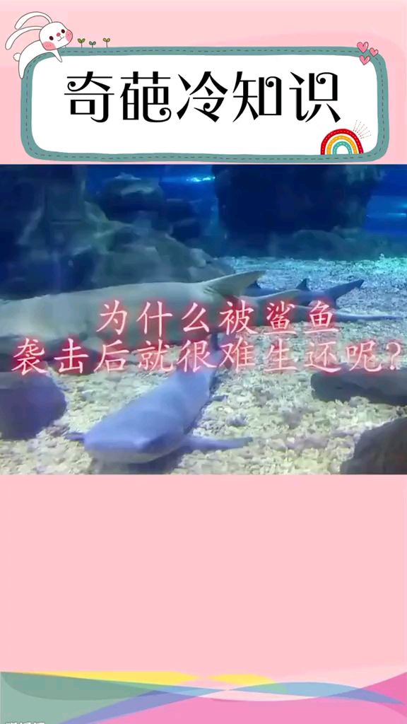 鲨鱼真喜欢吃人吗?带你了解鲨鱼