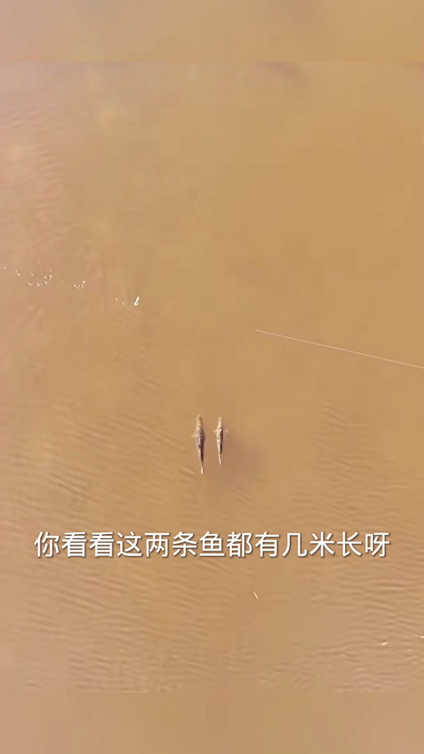 真正的大鱼吃小鱼