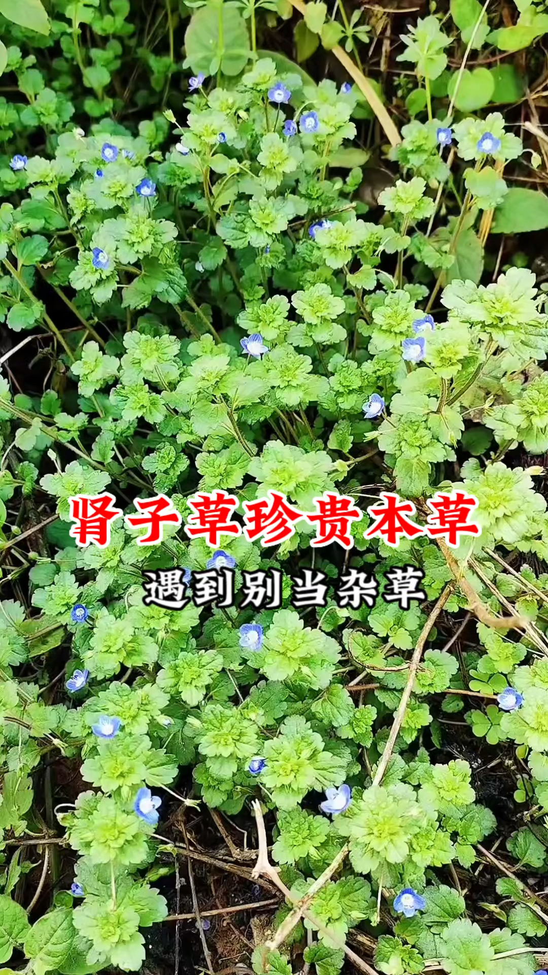 路边不起眼小草“肾子草”,嫩时可做野菜,全草珍贵遇到请珍惜