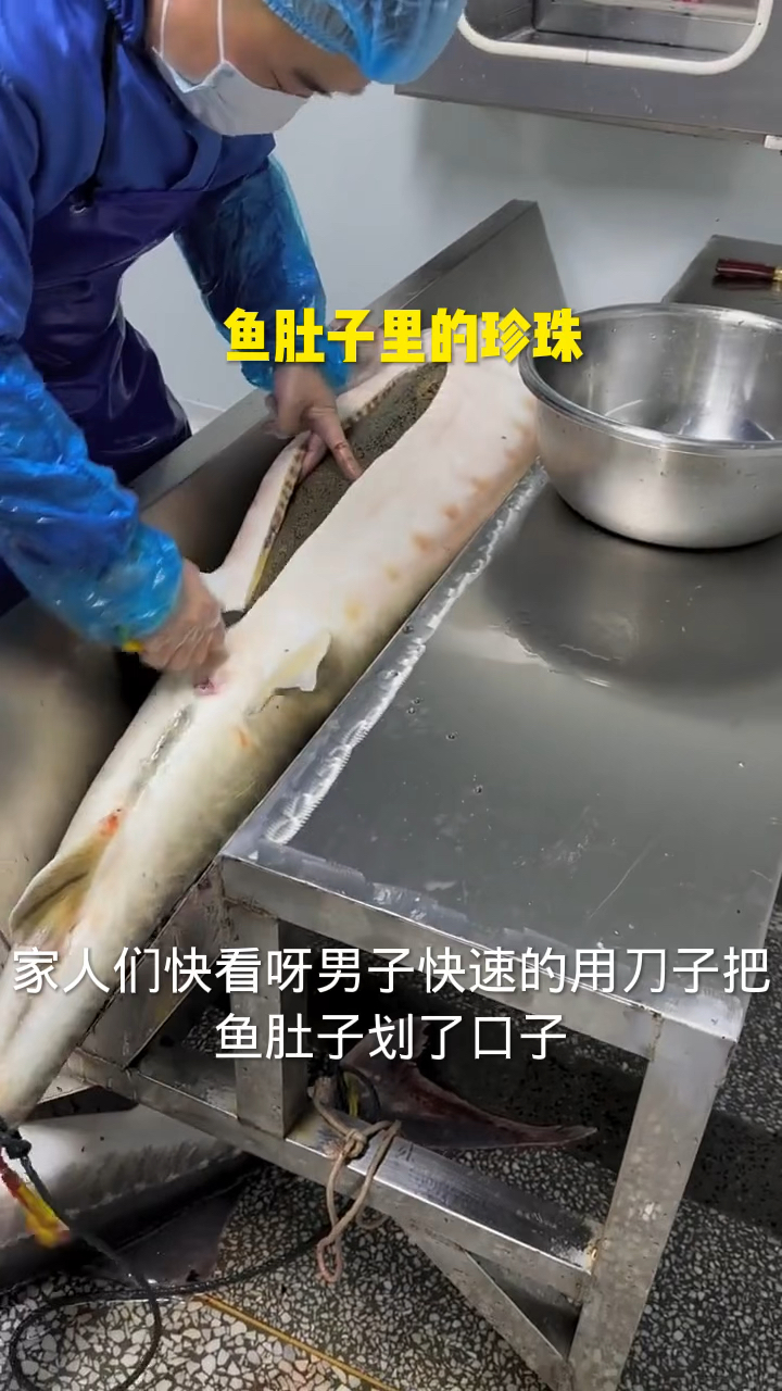 鱼肚子里的珍珠能吃吗