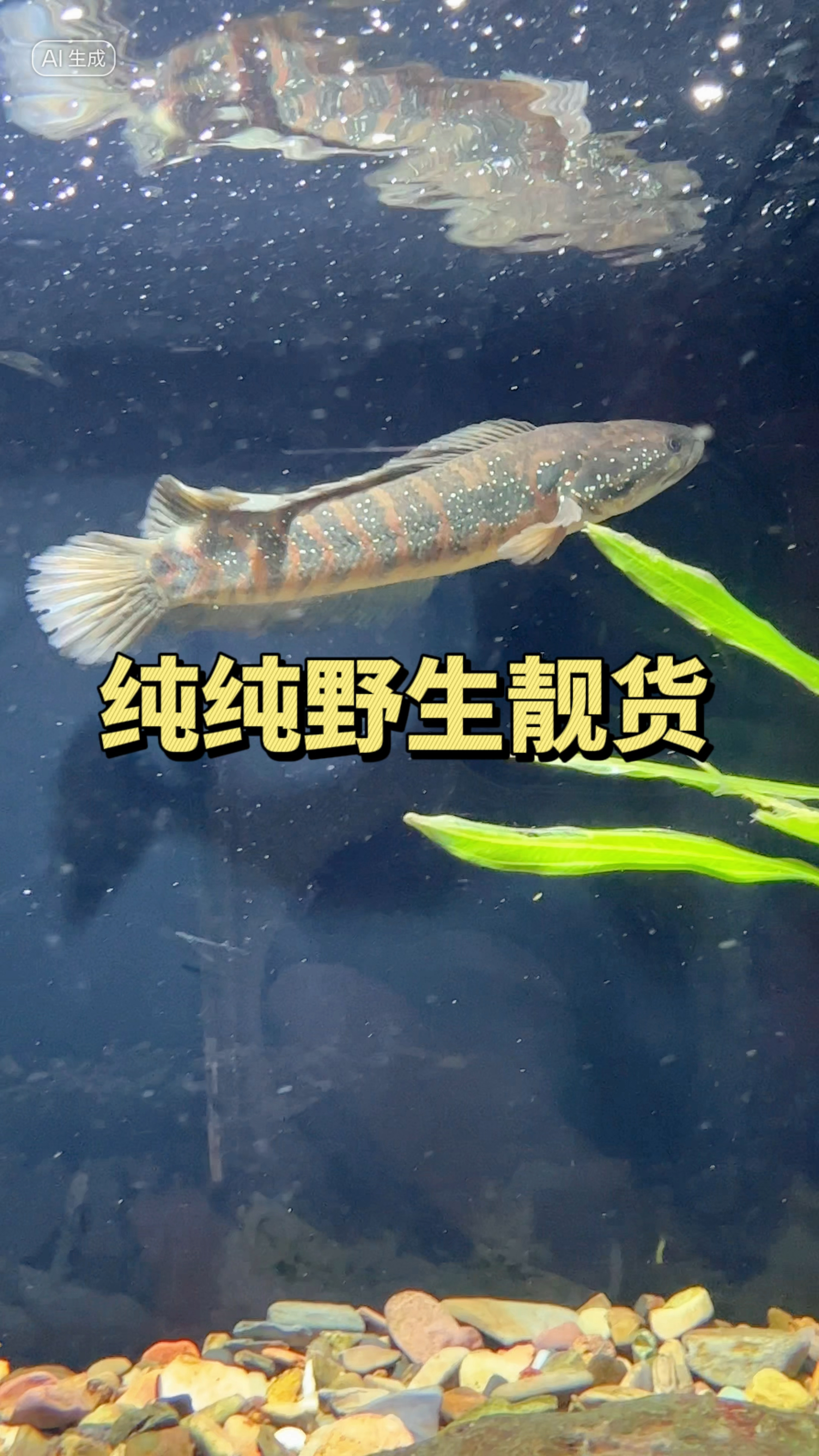 今天入手的新家伙,妥妥哒广西野生货哦。你有啥想法不?#原生鱼