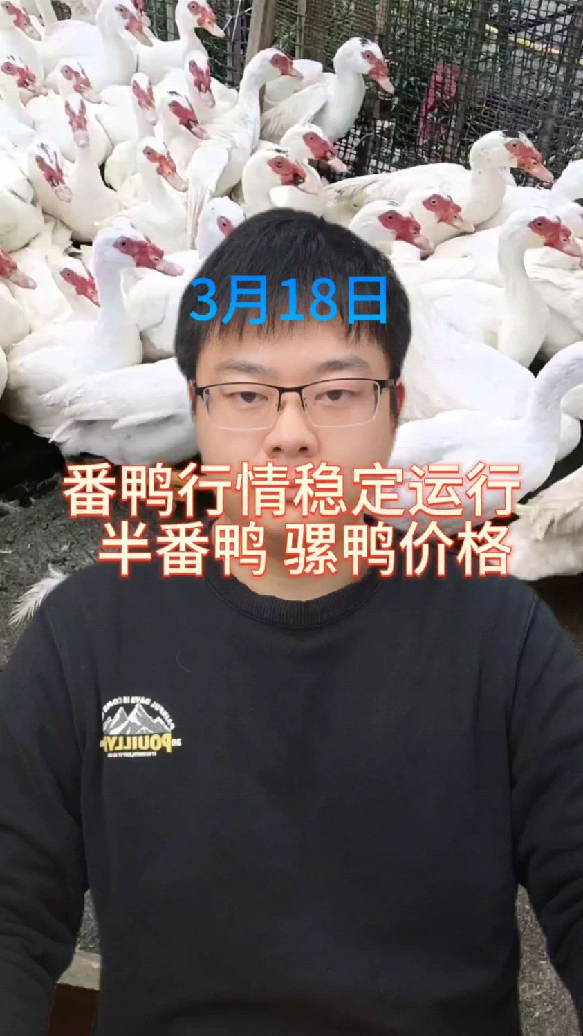 全国鸭价涨跌表 番鸭价格最新行情 番鸭价格 番鸭价格趋势