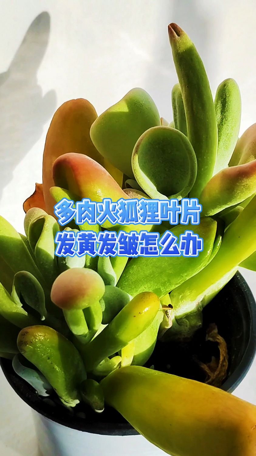 多肉火狐狸叶片发黄发皱怎么办