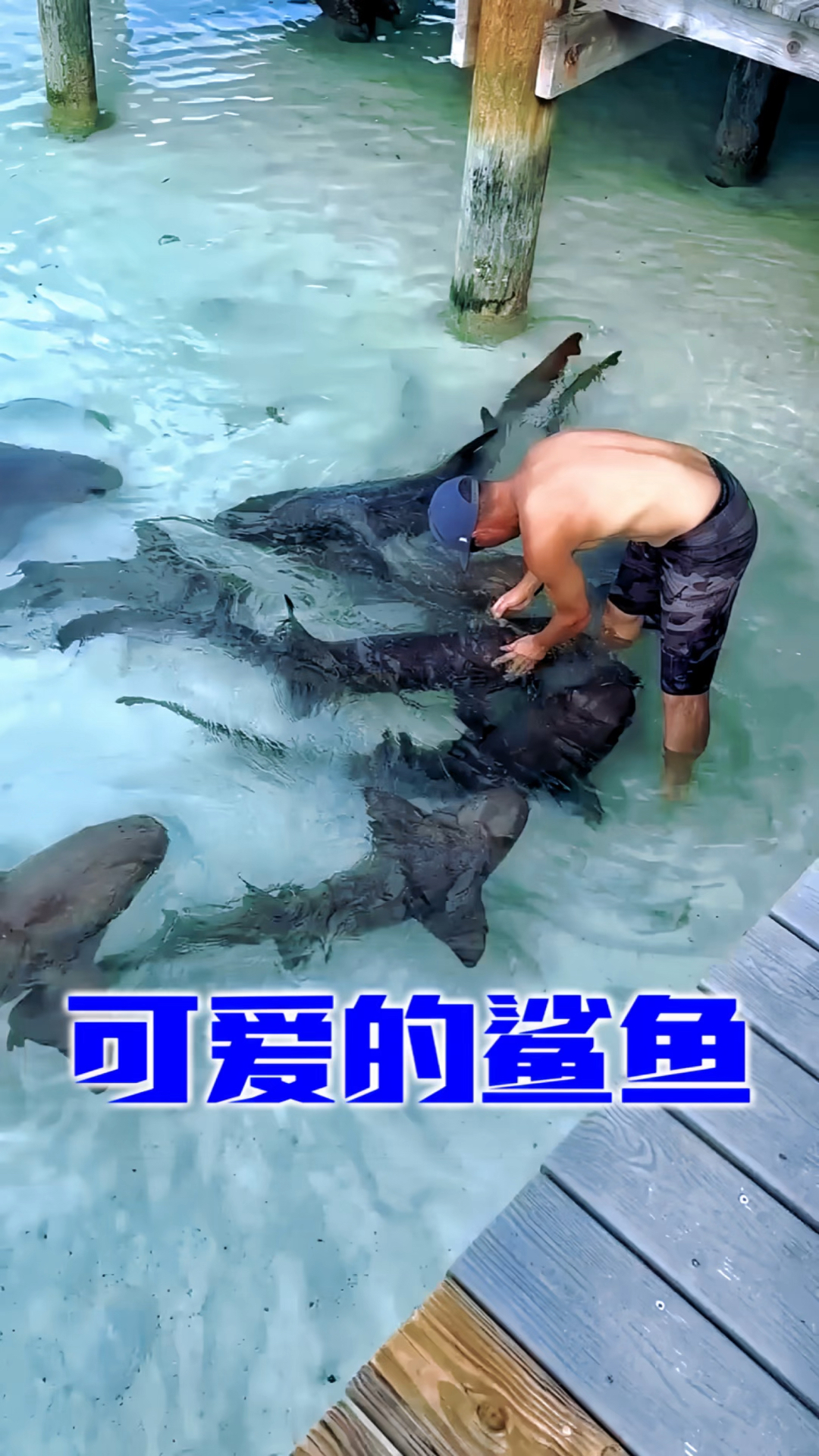 这群小鲨鱼真是太可爱了,它们非常听话,也很乖巧