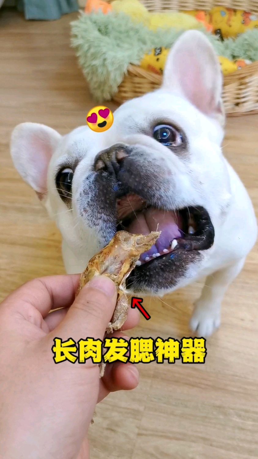 都快胖成猪了～每天不炫几只冻干小鸡仔,就馋的嗷嗷的～