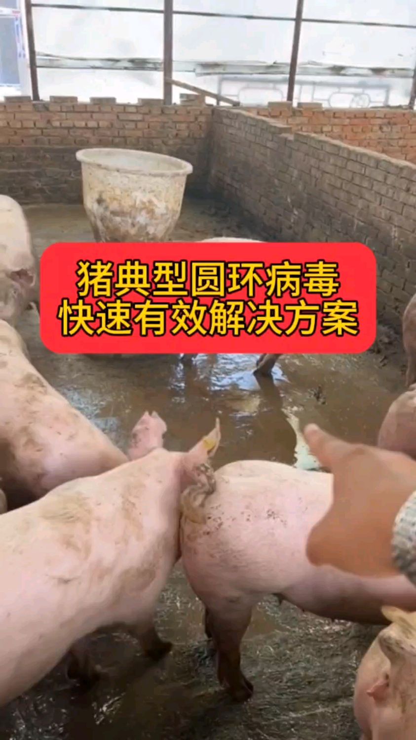 猪典型圆环病毒经典有效解决方案
