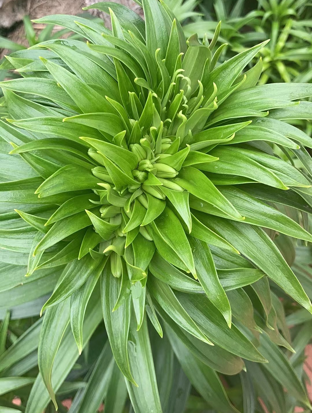 多肉缀化很常见,但百合缀化你见过没有?