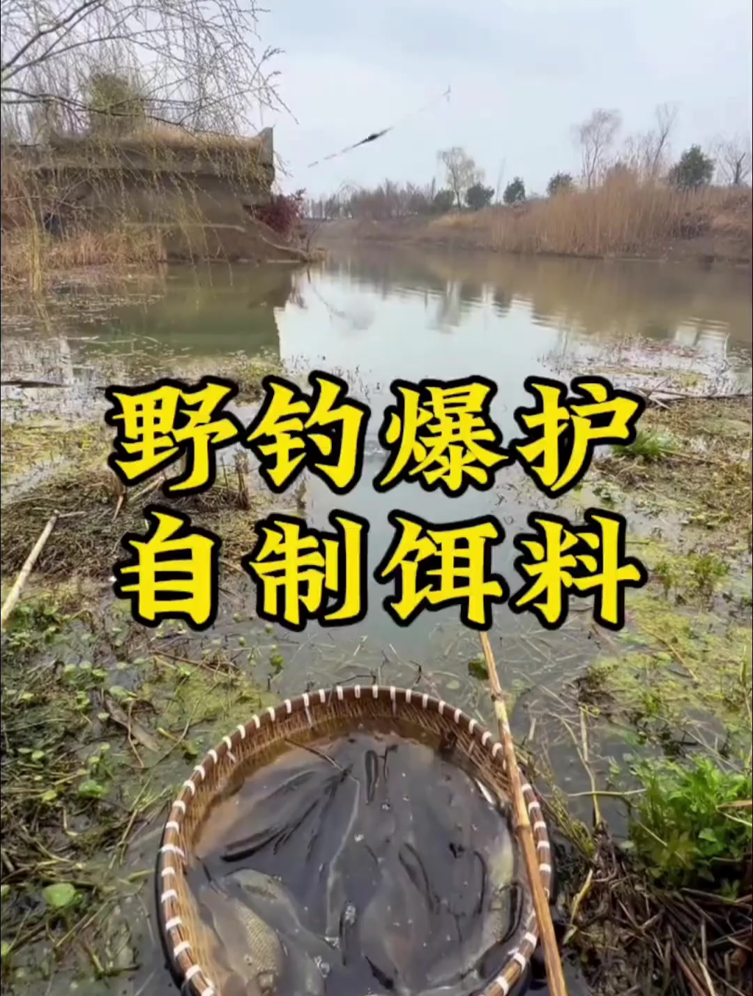 高手自制钓鱼饵料,红薯加香蕉,钓鱼累断腰!
