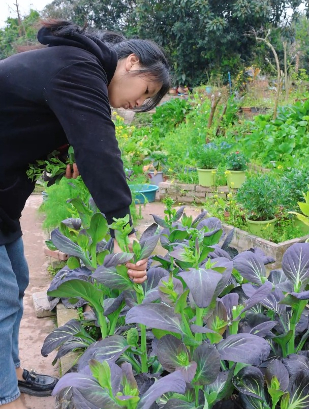 又到吃菜苔的季节了,紫油菜苔又细腻又甘甜特好吃。你喜欢吃吗?