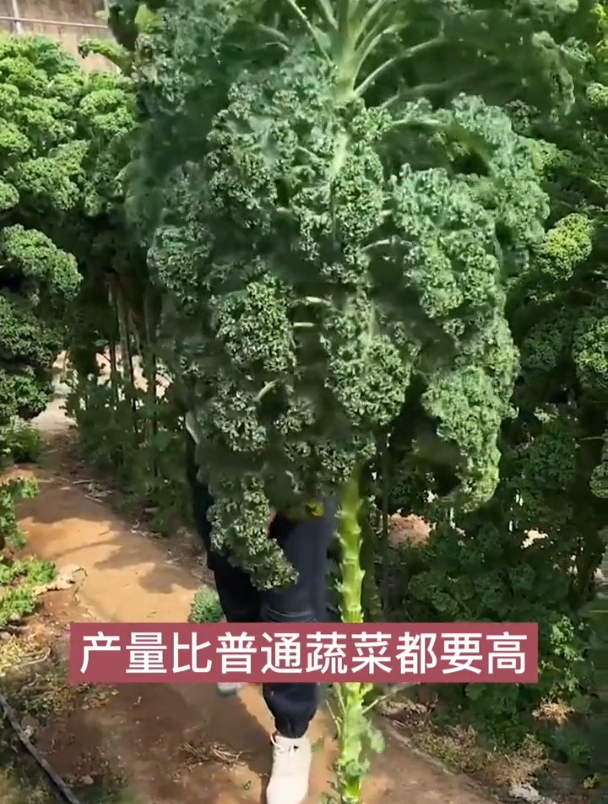 给5斤牛肉都不换,长成2米多高的树,羽衣甘蓝种一次吃半年!