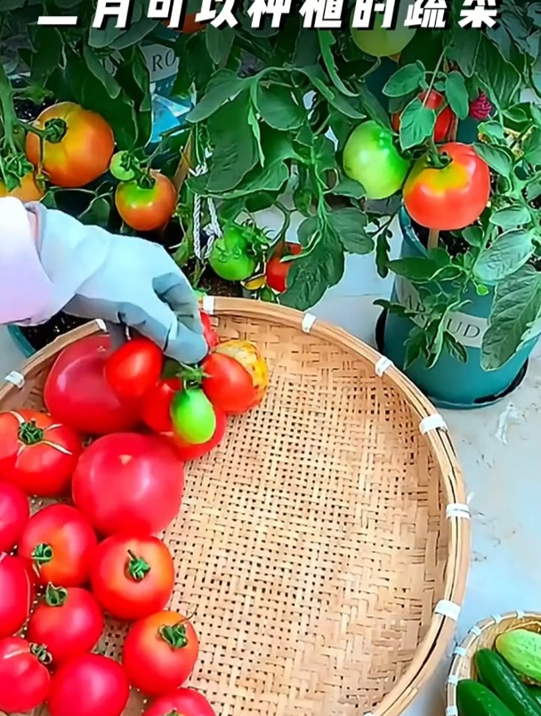 开春之后,南方可以种这些菜