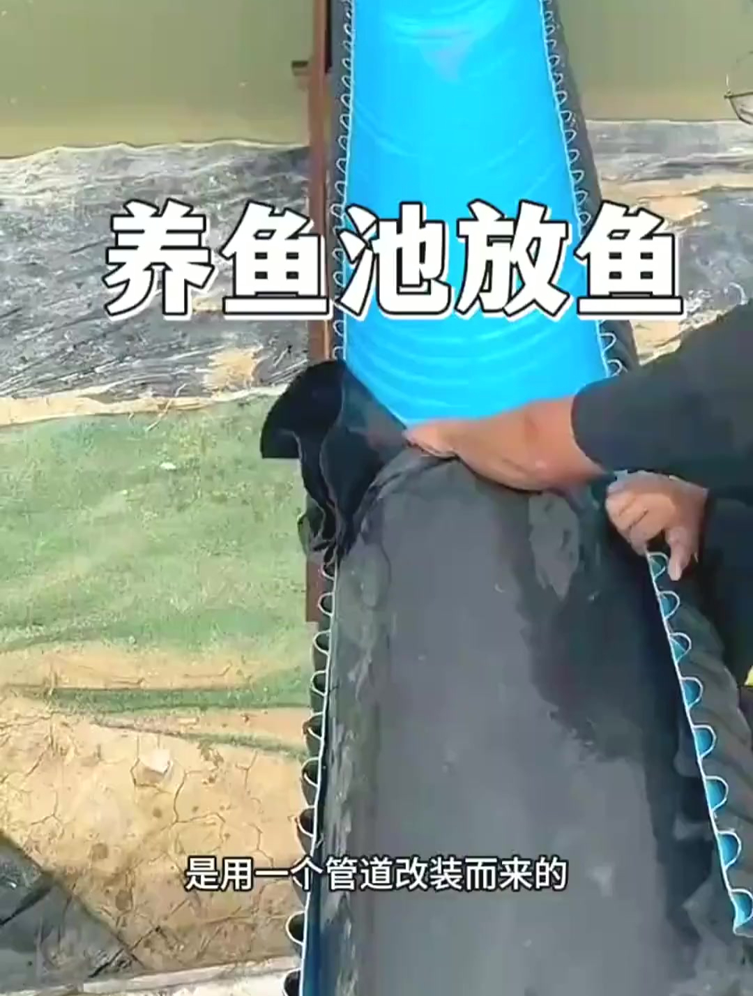 养鱼池放鱼,居然这么多