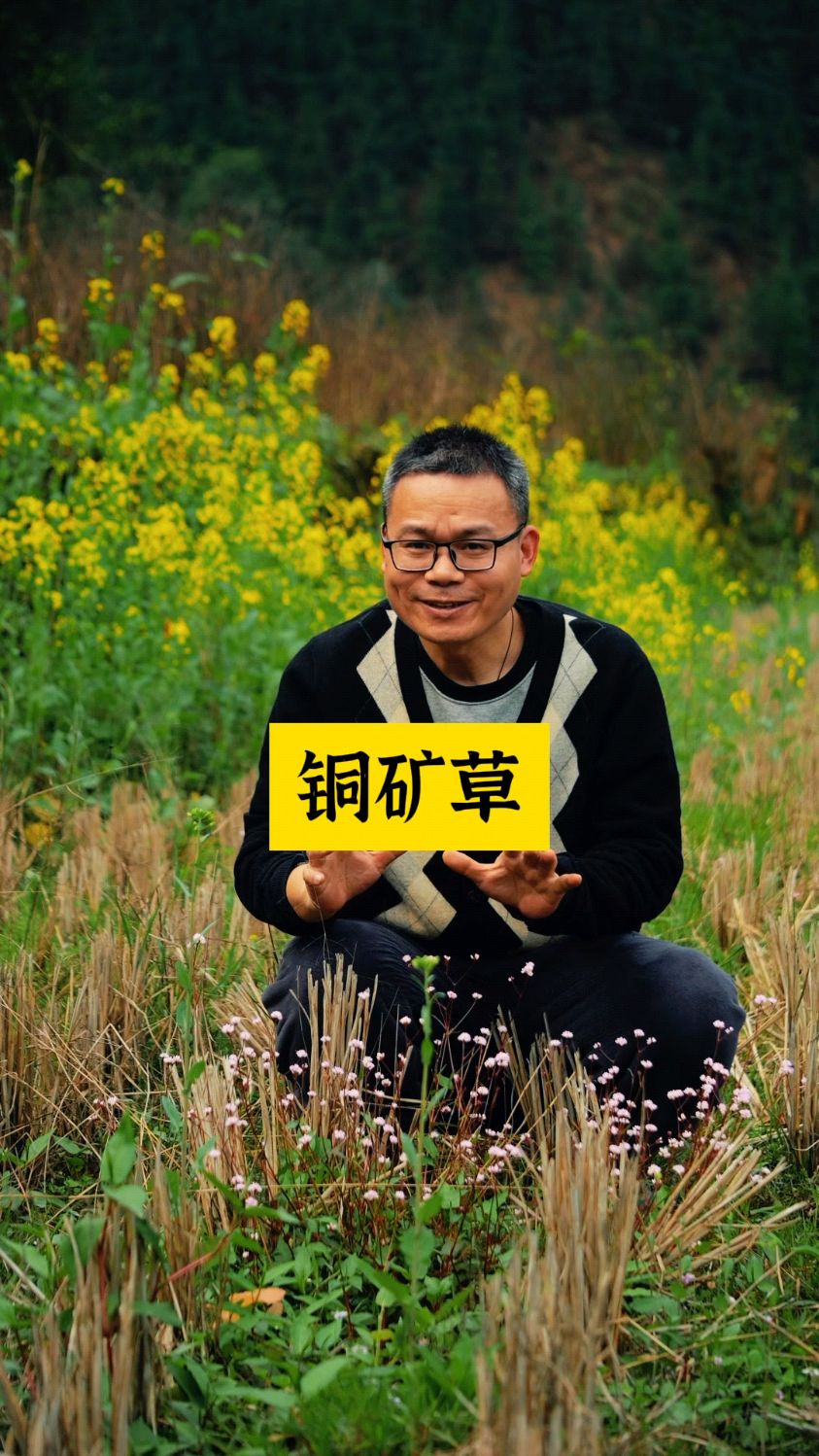 头花蓼为什么又叫铜矿草?