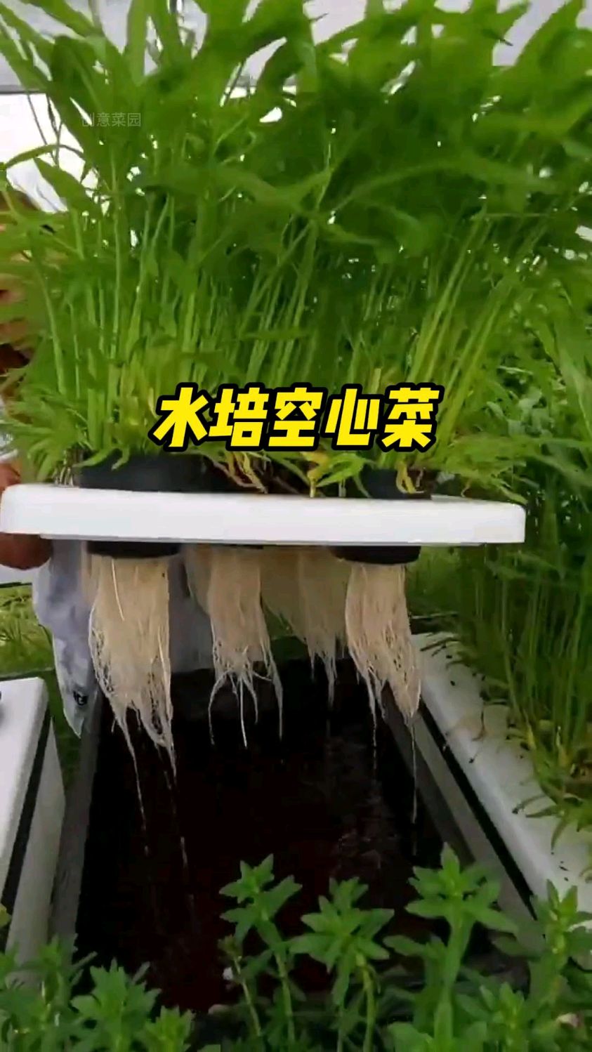 教你们如何在家水培空心菜,方法简单易学!