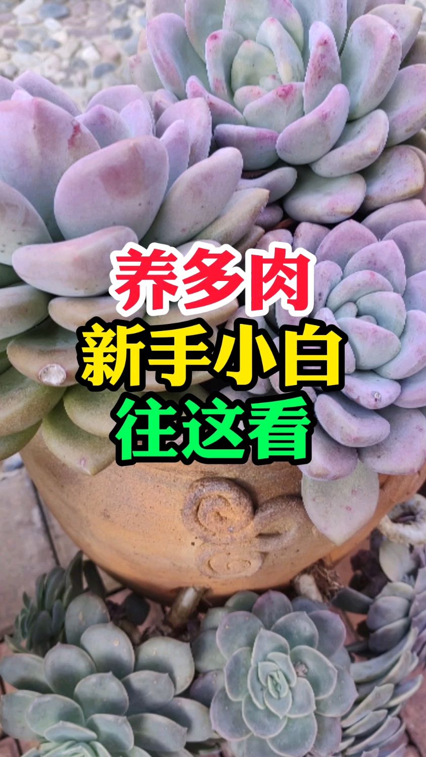养多肉。新手小白往这看