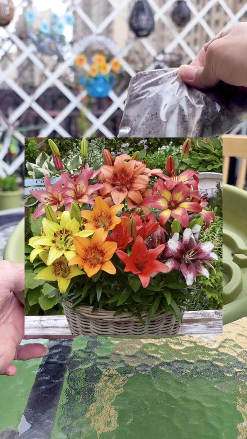 百合花春天栽种,差不多五六月份就能开花