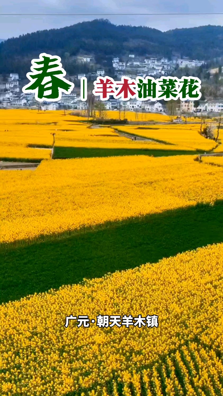 再美的文案,都不及这一刻的春暖花开,三月的油菜花已经开好