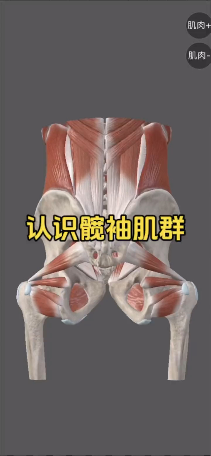 认识髋关节深层肌肉六兄弟之髋袖肌群!