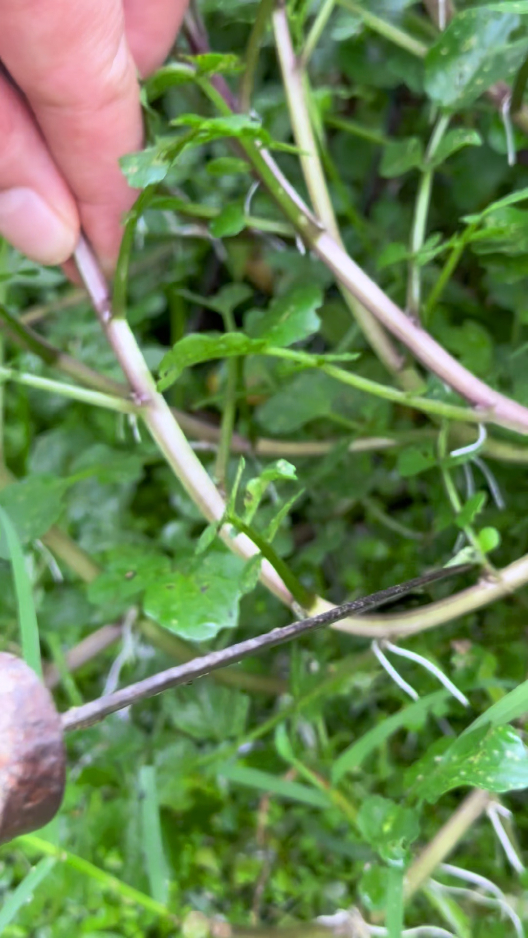 西洋菜,被认为很脏的一种蔬菜